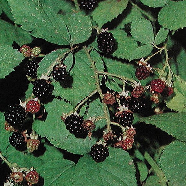  Image name: mora2.jpg 
 width: 600 pixel 
 height: 600 pixel 
 Size: 130997 bytes 
 Click to enlarge 